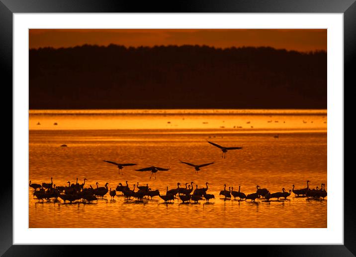 Cranes Roosting at Sunset Framed Mounted Print by Arterra 