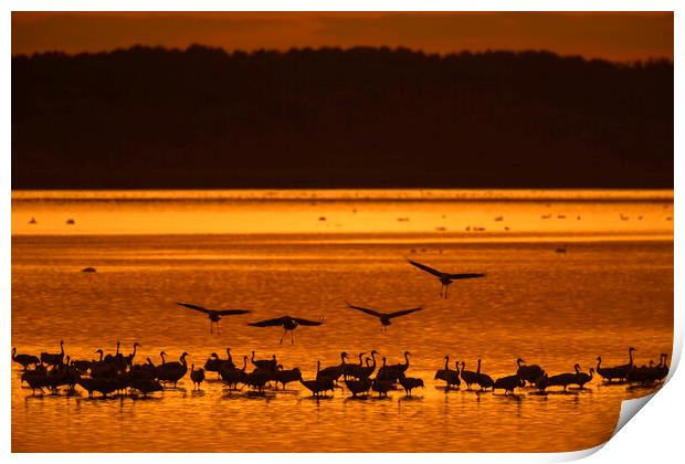 Cranes Roosting at Sunset Print by Arterra 