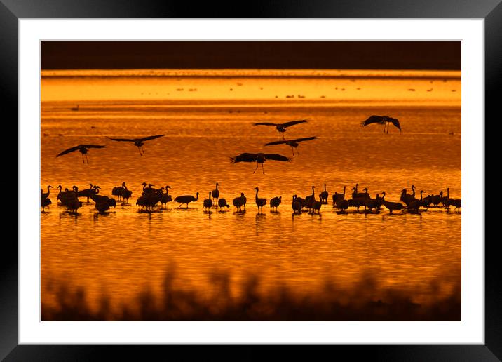 Cranes at Sunset Framed Mounted Print by Arterra 