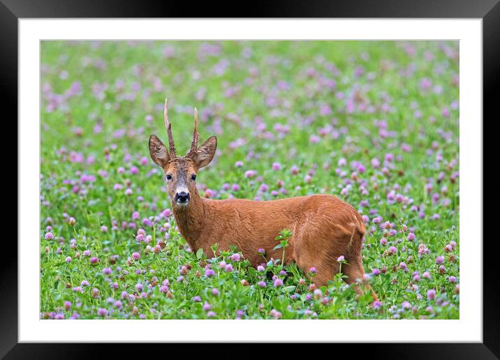 Roe Deer in Clover Field Framed Mounted Print by Arterra 