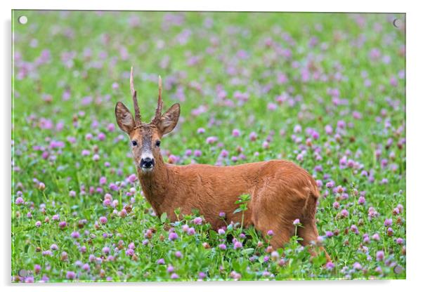 Roe Deer in Clover Field Acrylic by Arterra 