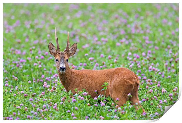 Roe Deer in Clover Field Print by Arterra 