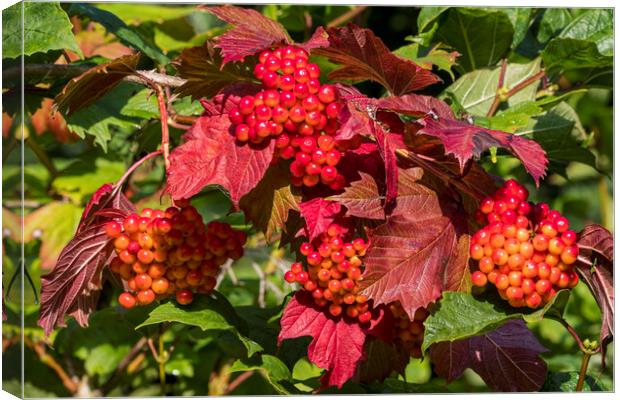 Guelder Rose Berries Canvas Print by Arterra 