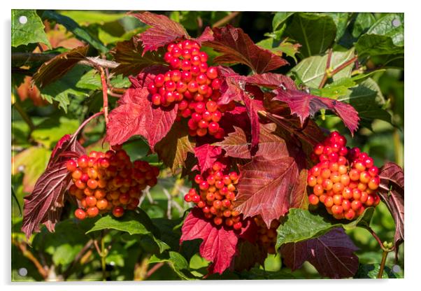 Guelder Rose Berries Acrylic by Arterra 