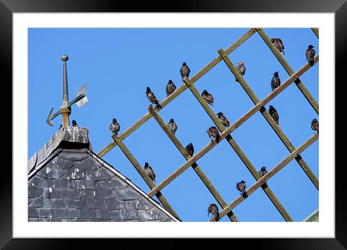 Migrating Starlings on Windmill's Sail Framed Mounted Print by Arterra 
