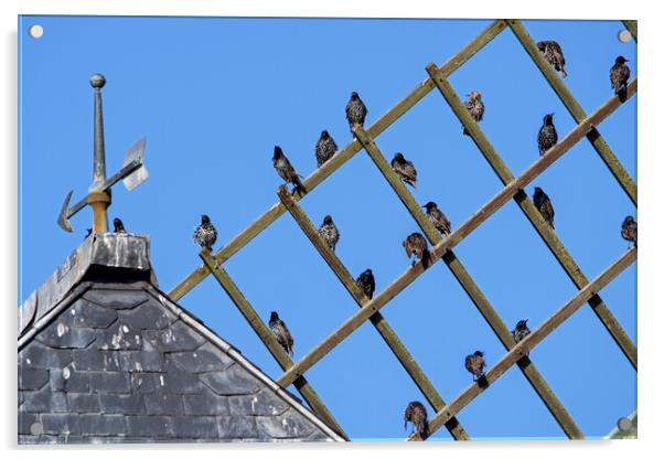 Migrating Starlings on Windmill's Sail Acrylic by Arterra 