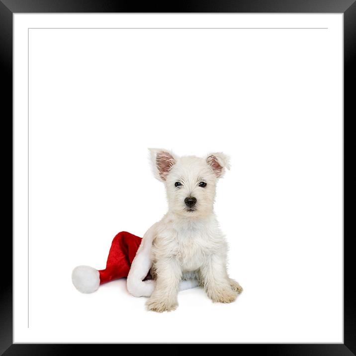 Westie Puppy and Santa Hat Framed Mounted Print by Natalie Kinnear
