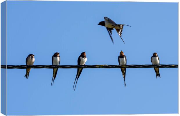 Barn Swallows on Wire Canvas Print by Arterra 
