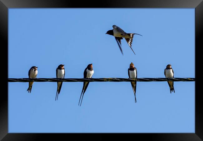 Barn Swallows on Wire Framed Print by Arterra 