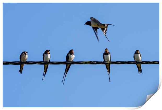 Barn Swallows on Wire Print by Arterra 