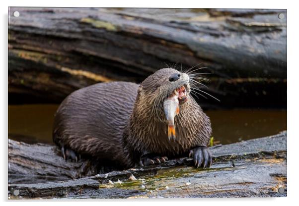 Otter Eating Fish Acrylic by Arterra 