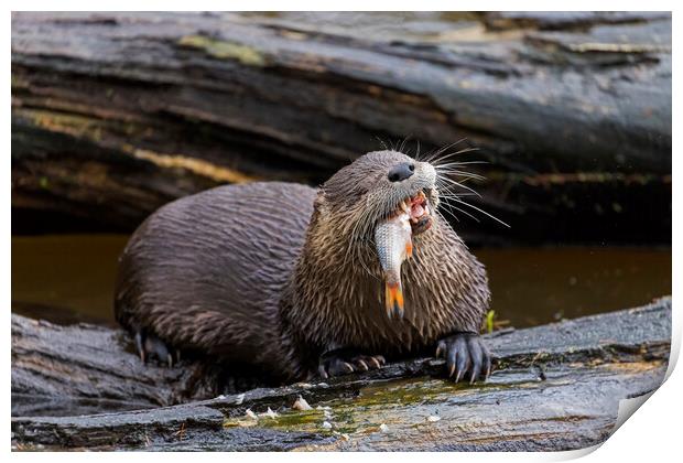 Otter Eating Fish Print by Arterra 