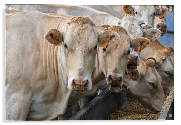 Charolais Cows at Farm Acrylic by Arterra 
