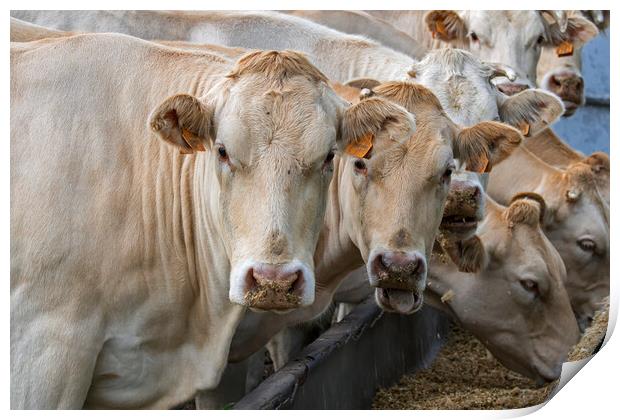 Charolais Cows at Farm Print by Arterra 