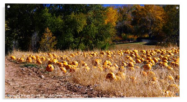 Pumpkin Patch in Autumn Acrylic by Patti Barrett