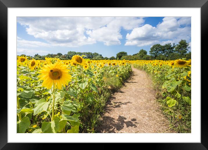 Pathway through a sunflower field Framed Mounted Print by Jason Wells