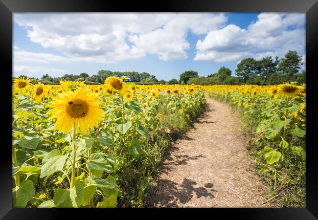 Pathway through a sunflower field Framed Print by Jason Wells