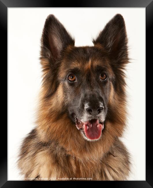 German Shepherd Dog  Portrait Framed Print by Christine Kerioak