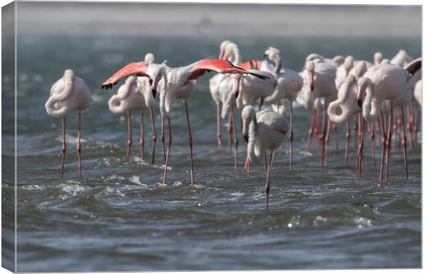 Wings Out, Greater Flamingos Canvas Print by Belinda Greb