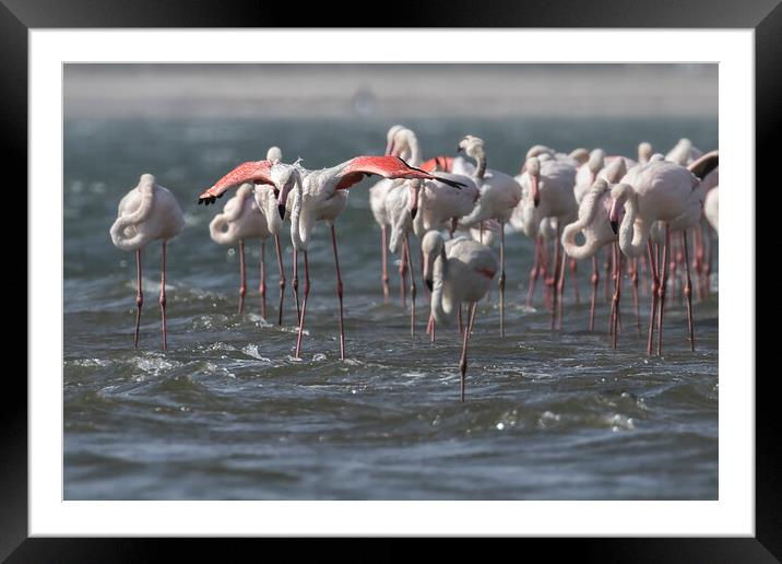 Wings Out, Greater Flamingos Framed Mounted Print by Belinda Greb