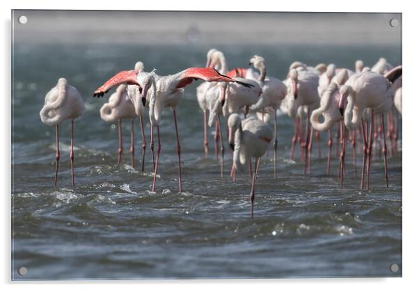 Wings Out, Greater Flamingos Acrylic by Belinda Greb