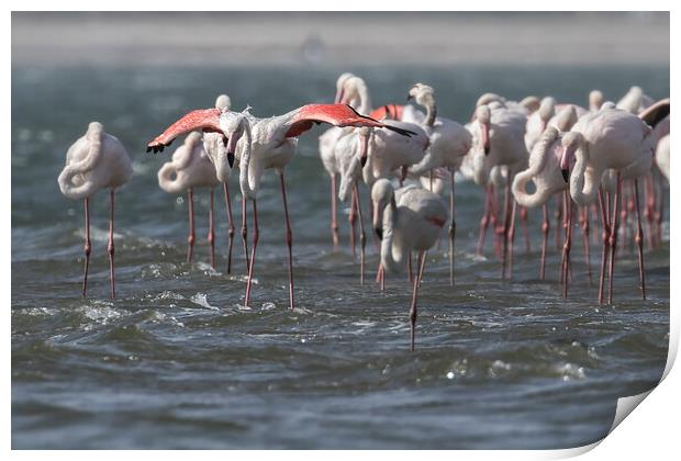 Wings Out, Greater Flamingos Print by Belinda Greb