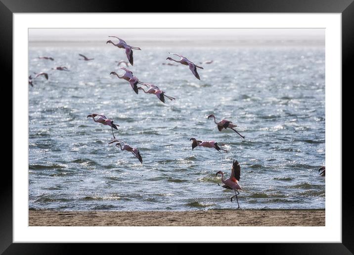 Flamingos Rising Framed Mounted Print by Belinda Greb