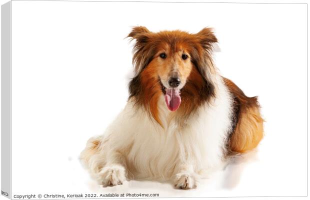 Rough Collie Laying Down Canvas Print by Christine Kerioak
