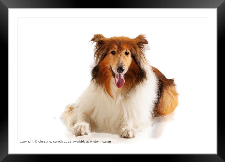 Rough Collie Laying Down Framed Mounted Print by Christine Kerioak