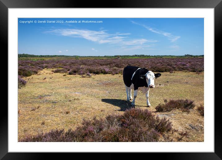 Black and White Cow standing in a field of Purple  Framed Mounted Print by Derek Daniel