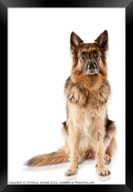 Sitting German Shepherd Dog Framed Print by Christine Kerioak