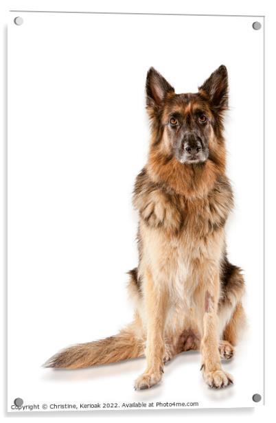 Sitting German Shepherd Dog Acrylic by Christine Kerioak