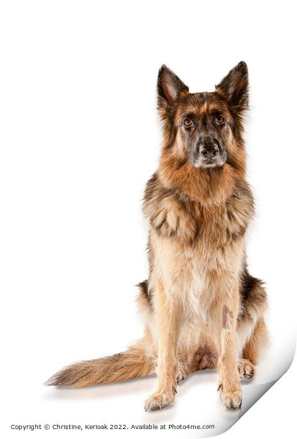 Sitting German Shepherd Dog Print by Christine Kerioak