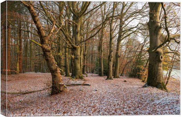 Wellesley Woods in Winter Canvas Print by Sarah Smith