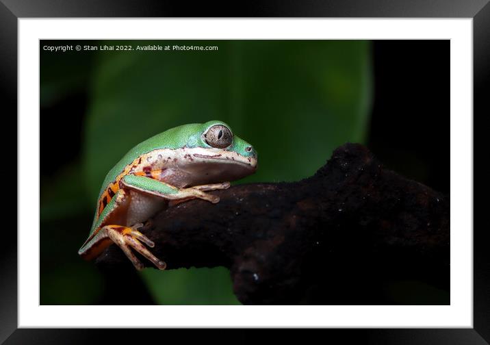 Green frog Framed Mounted Print by Stan Lihai