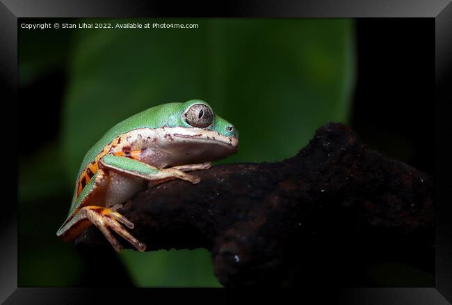 Green frog Framed Print by Stan Lihai