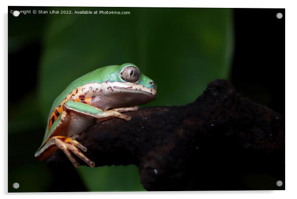 Green frog Acrylic by Stan Lihai