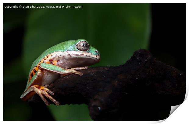 Green frog Print by Stan Lihai