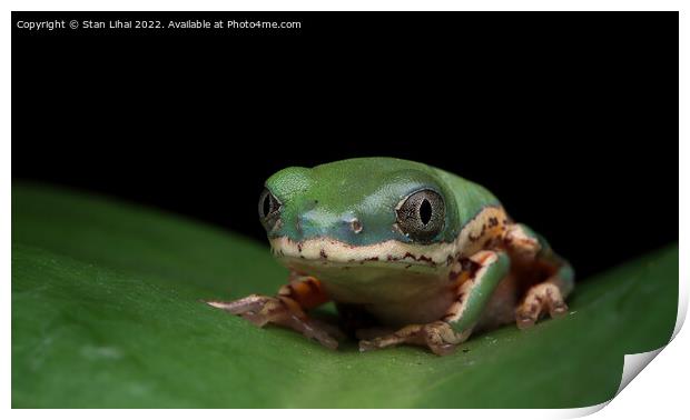 Frog on a leaf Print by Stan Lihai