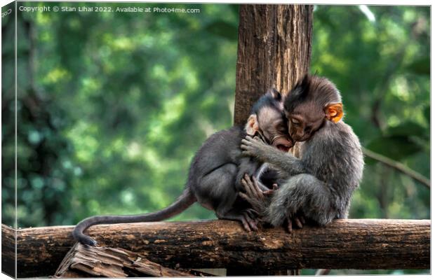 Two baby monkeys on a wooden branch Canvas Print by Stan Lihai