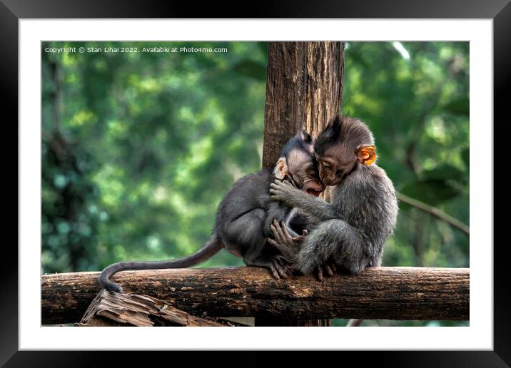 Two baby monkeys on a wooden branch Framed Mounted Print by Stan Lihai