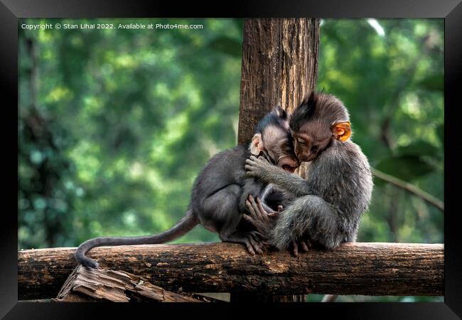 Two baby monkeys on a wooden branch Framed Print by Stan Lihai
