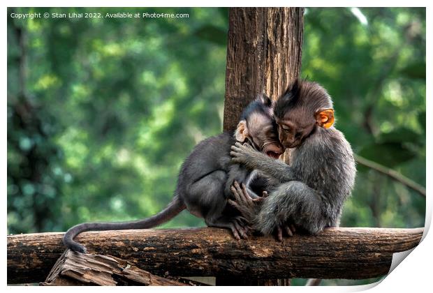 Two baby monkeys on a wooden branch Print by Stan Lihai