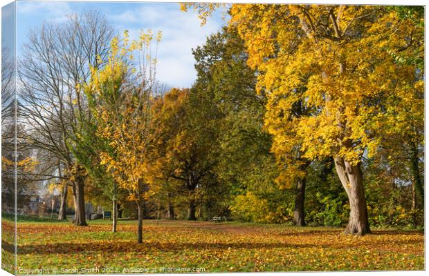 Manor Park Trees in Autumn Canvas Print by Sarah Smith