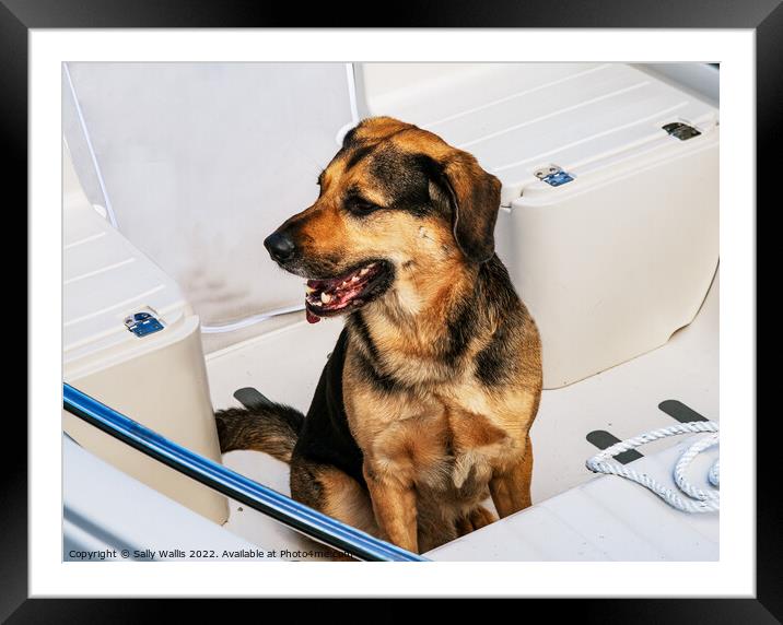Dog on Board Framed Mounted Print by Sally Wallis