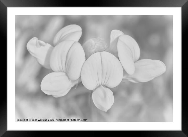 meadow flower black and white  Framed Mounted Print by Julia Watkins