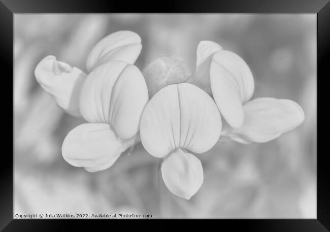 meadow flower black and white  Framed Print by Julia Watkins