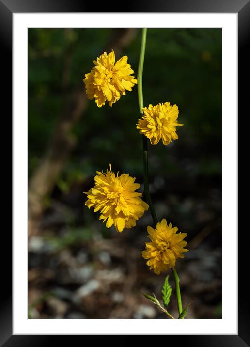 Kerria Japonica Pleniflora Yellow Flowers Framed Mounted Print by Artur Bogacki