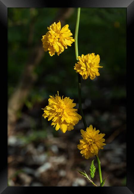 Kerria Japonica Pleniflora Yellow Flowers Framed Print by Artur Bogacki
