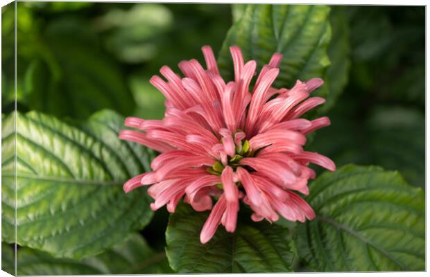 Brazilian Plume Flower Canvas Print by Artur Bogacki